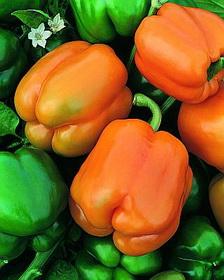 Chardonnay Pepper Seeds - The Pepper Pantry (Formerly Marie Sharp's)